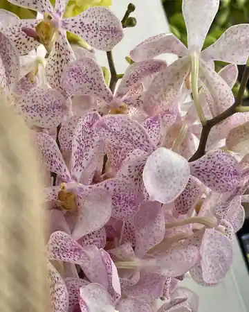 Spotted Pink Mokara orchid cut stems