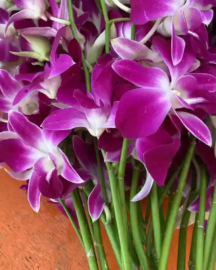 Purple Dendrobium orchid cut stems